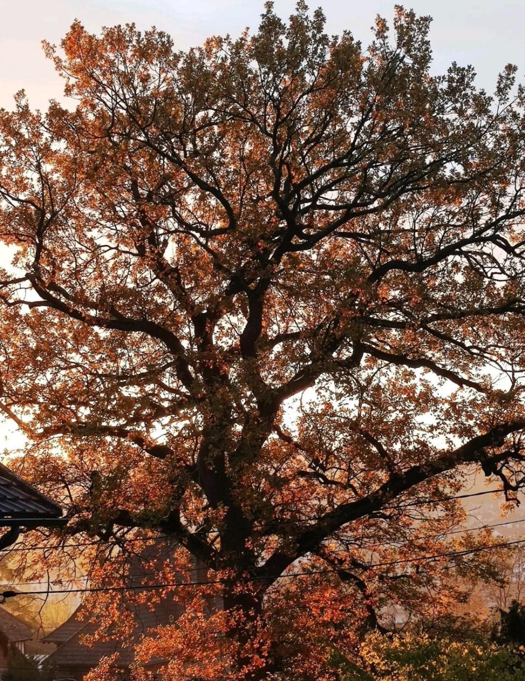 The Little Oak - Tiny House With Bed On Mezzanine & Terrace - From 1 To 4 P Disney, Paris & Cdg Pomponne Exterior foto